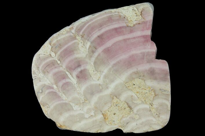 3.7" Polished Jurassic Fossil Sponge (Solenopora) - England